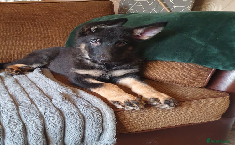 German Shepherd dogs - Advert 5