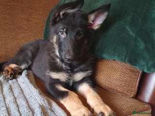 German Shepherd dogs - Advert 3