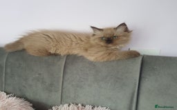 Ragdoll cats for sale: Reduced RARE Brown/mink Green-eyed Ragdoll kittens - Image 15