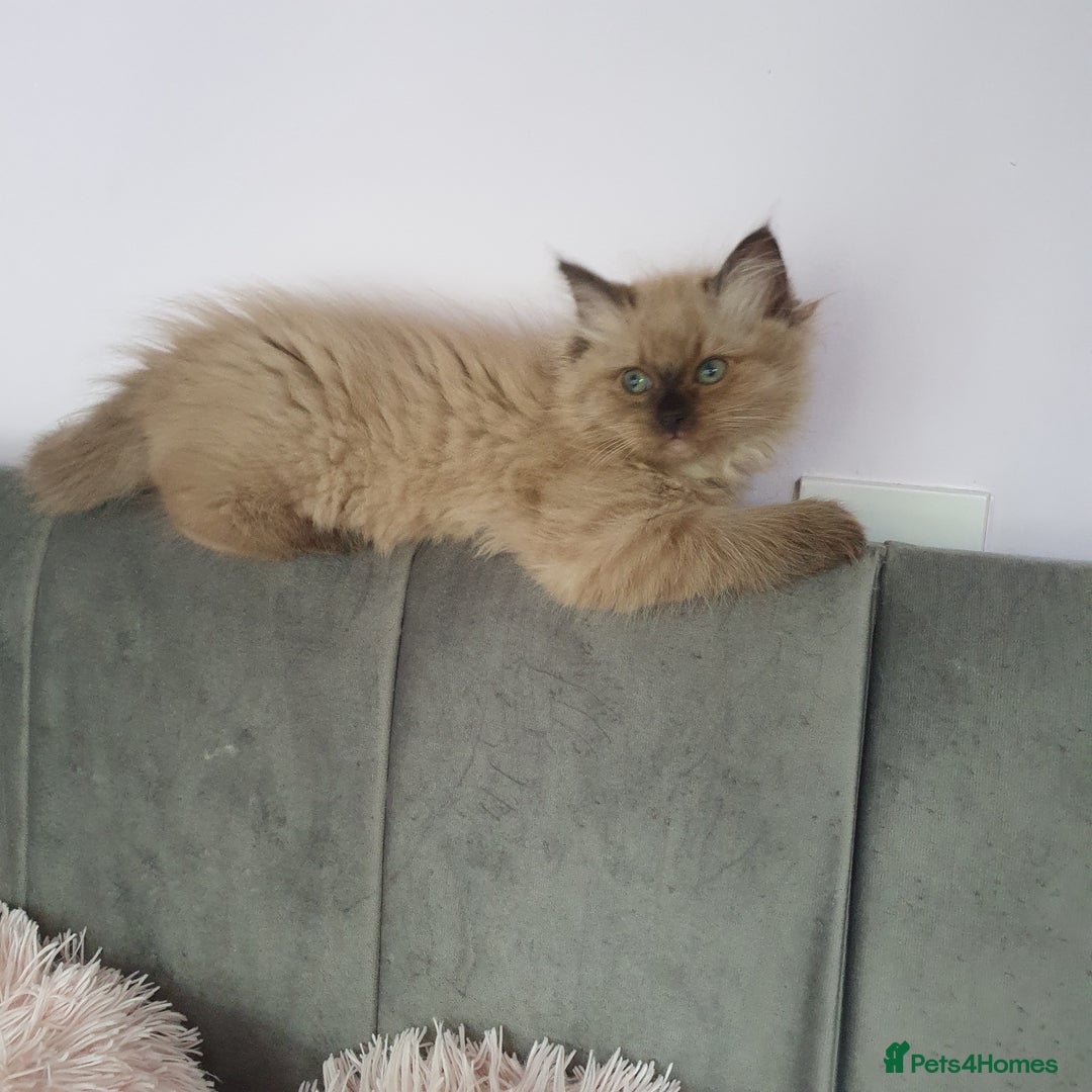 Ragdoll cats for sale: Reduced RARE Brown/mink Green-eyed Ragdoll kittens - Image 15