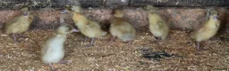 Ducks poultry for sale: Pure breed SILVER RUNNER Ducklings - Advert 8