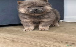 Chow Chow dogs for sale:  2 left chows  price reduced papers to hand   in Enfield - Image 2