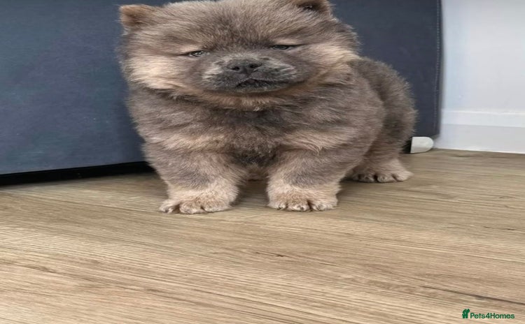 Chow Chow dogs in Enfield - Advert 10