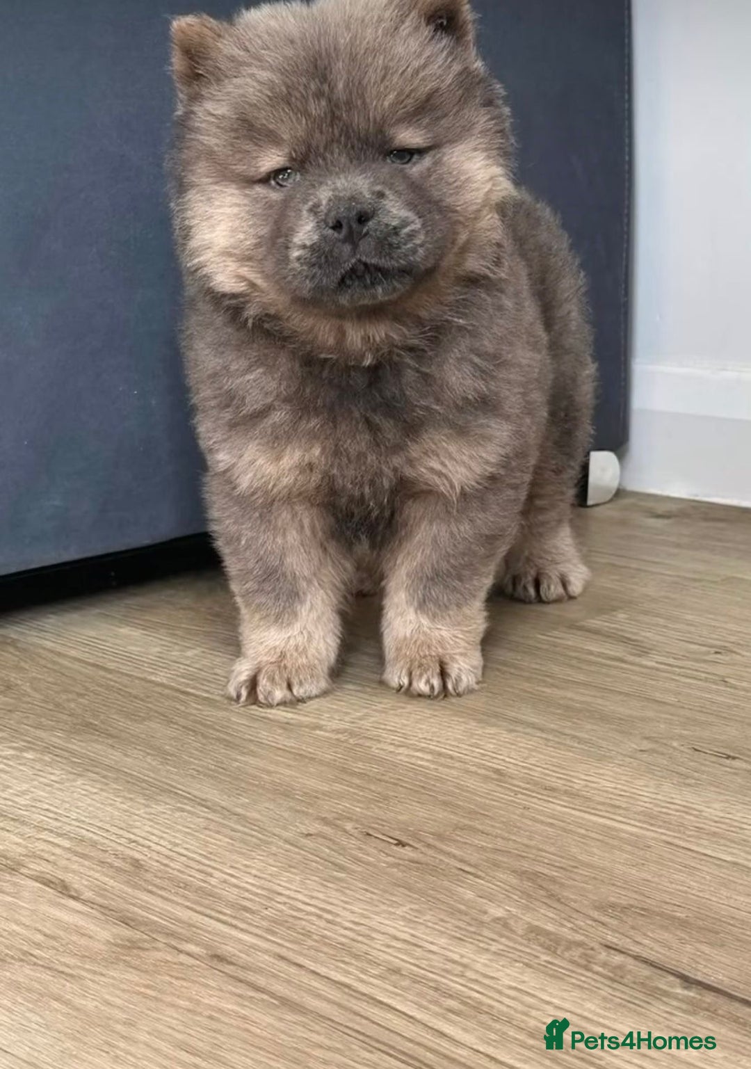 Chow Chow dogs for sale:  2 left chows  price reduced papers to hand   in Enfield - Image 2
