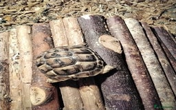 Tortoise reptiles for sale: Med spur thigh tortoise - Image 1