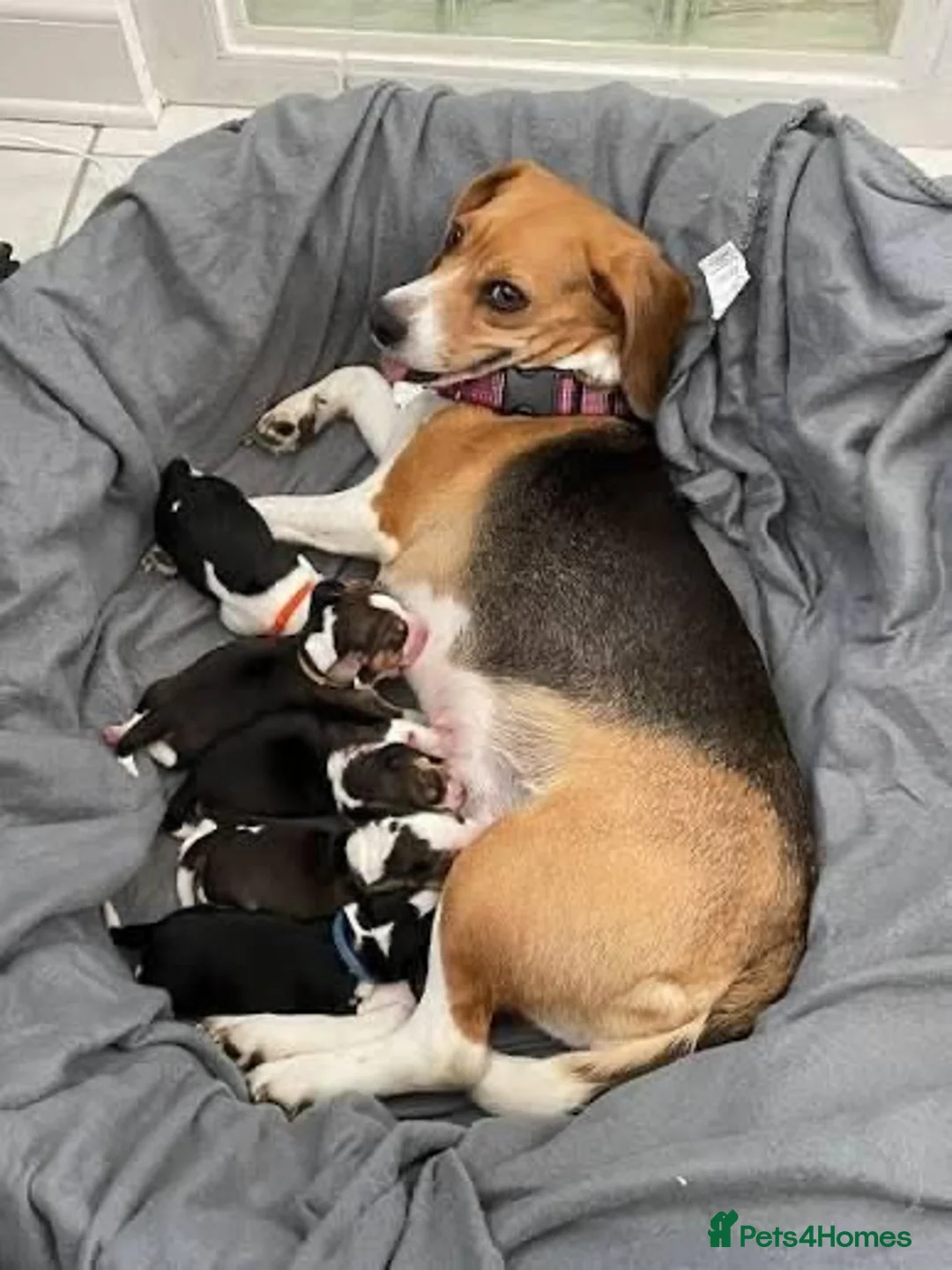 Mixed Breed dogs for sale: 5 Staff x beagle  - Advert 2