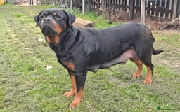 Mixed Breed dogs for sale: Rottwiller/Bernese Mountain dog puppies - Image 1