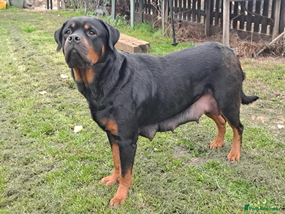 Mixed Breed dogs for sale: Rottwiller/Bernese Mountain dog puppies - Image 1