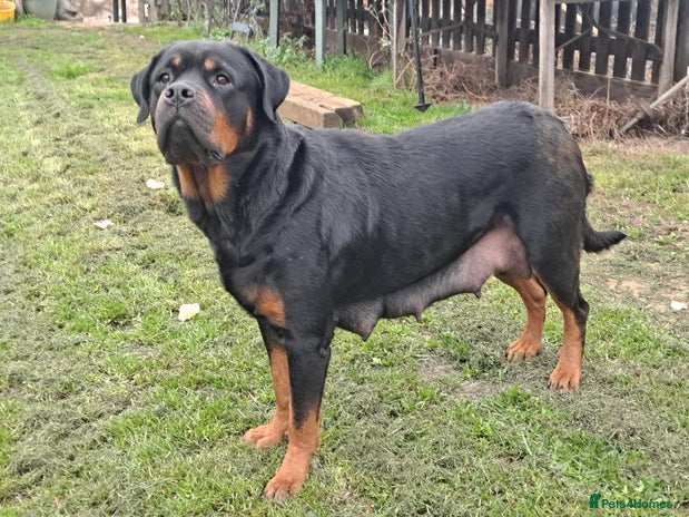 Mixed Breed dogs - Advert 1