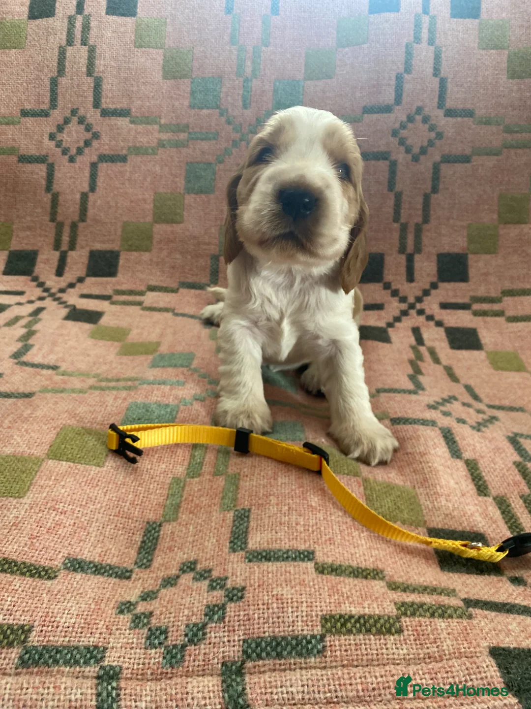 Cocker Spaniel dogs for sale: KC/ Healthtested parents. Showtype cockerspaniel🌸 - Advert 2