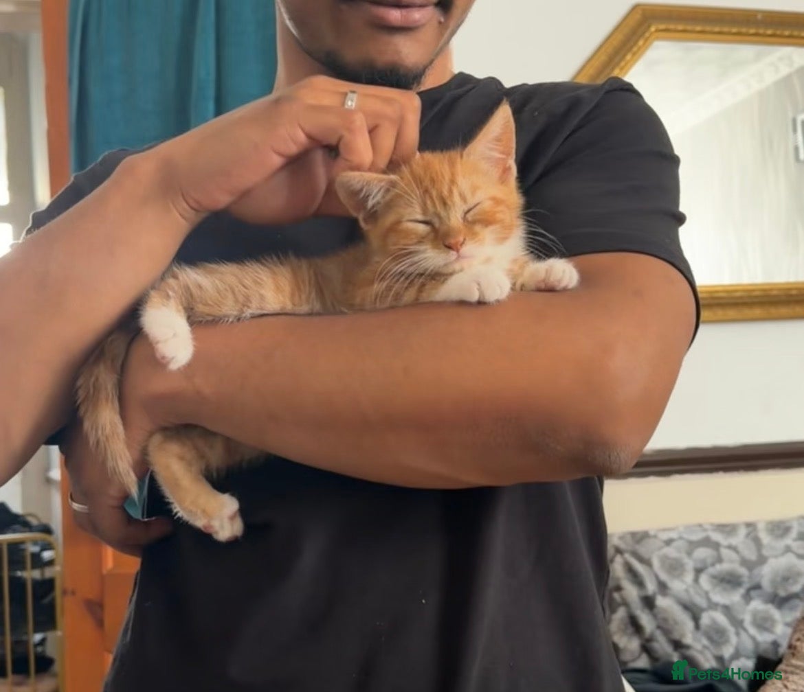 Domestic Shorthair cats KITTEN FOR ADOPTION - Advert 1