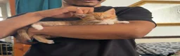 Domestic Shorthair cats for sale: KITTEN FOR ADOPTION - Advert 1