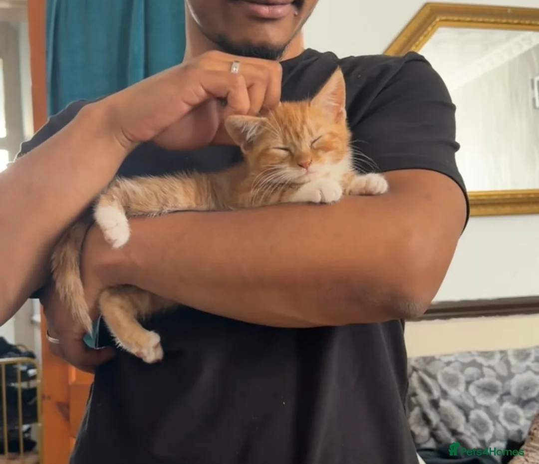 Domestic Shorthair cats for sale: KITTEN FOR ADOPTION - Advert 1