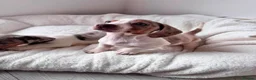 Miniature Dachshund dogs for sale:  Miniature Smooth Dachshund for sale in Falkirk - Advert 2