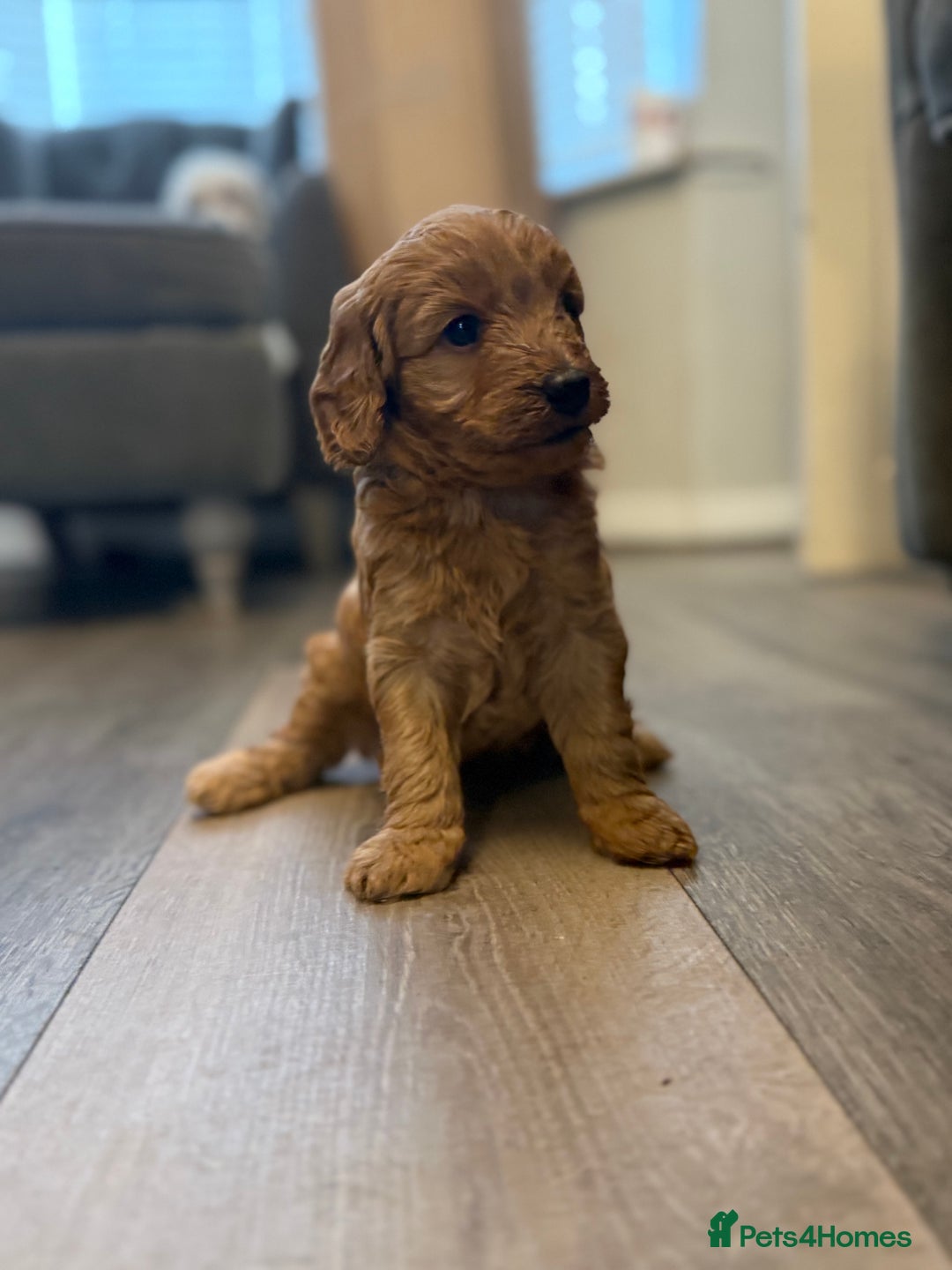 Labradoodle dogs for sale: Miniature labradoodle puppies  - Image 8