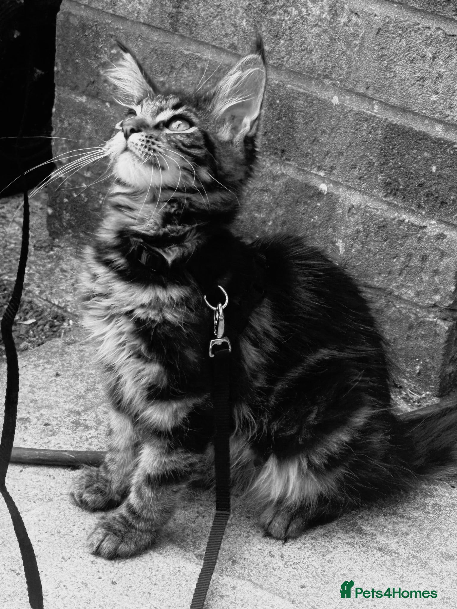 Maine Coon cats Full Maine Coon girl - Advert 2