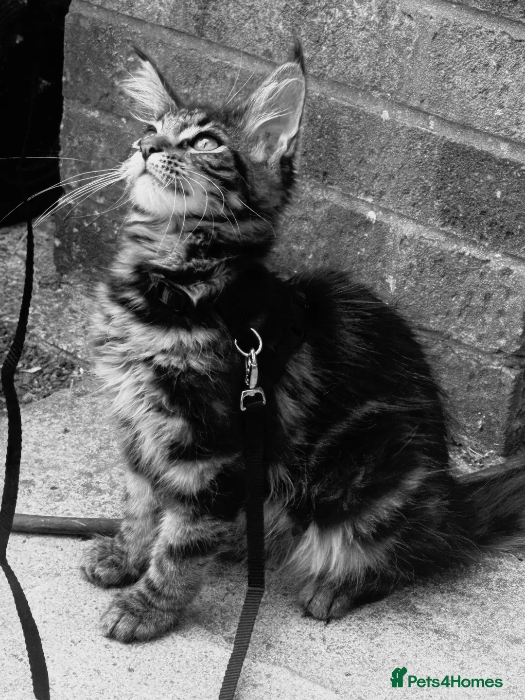 Maine Coon cats for sale: Full Maine Coon girl - Advert 1