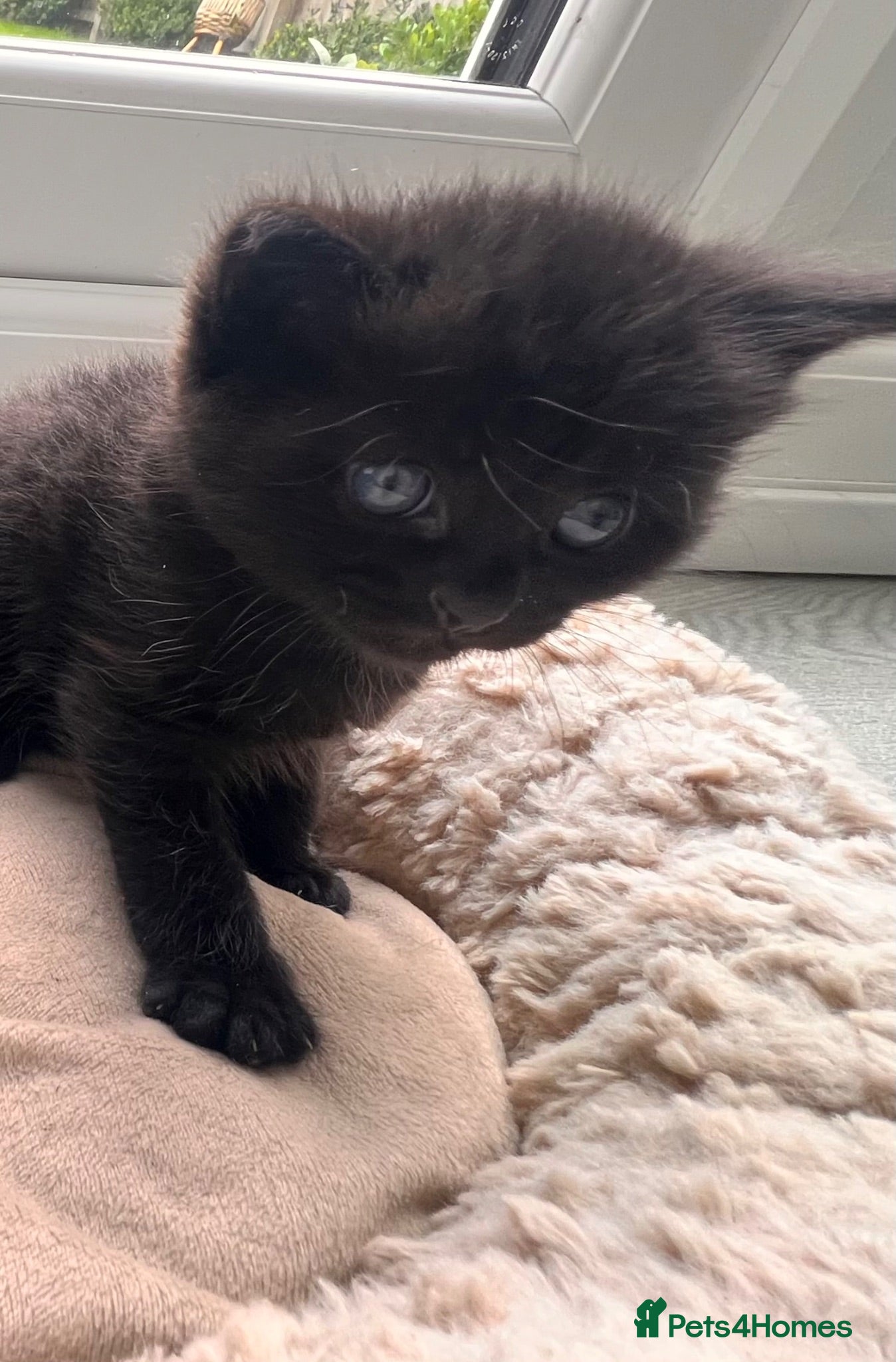 British Shorthair cats Black bsh kittens 🐈‍⬛  - Advert 4