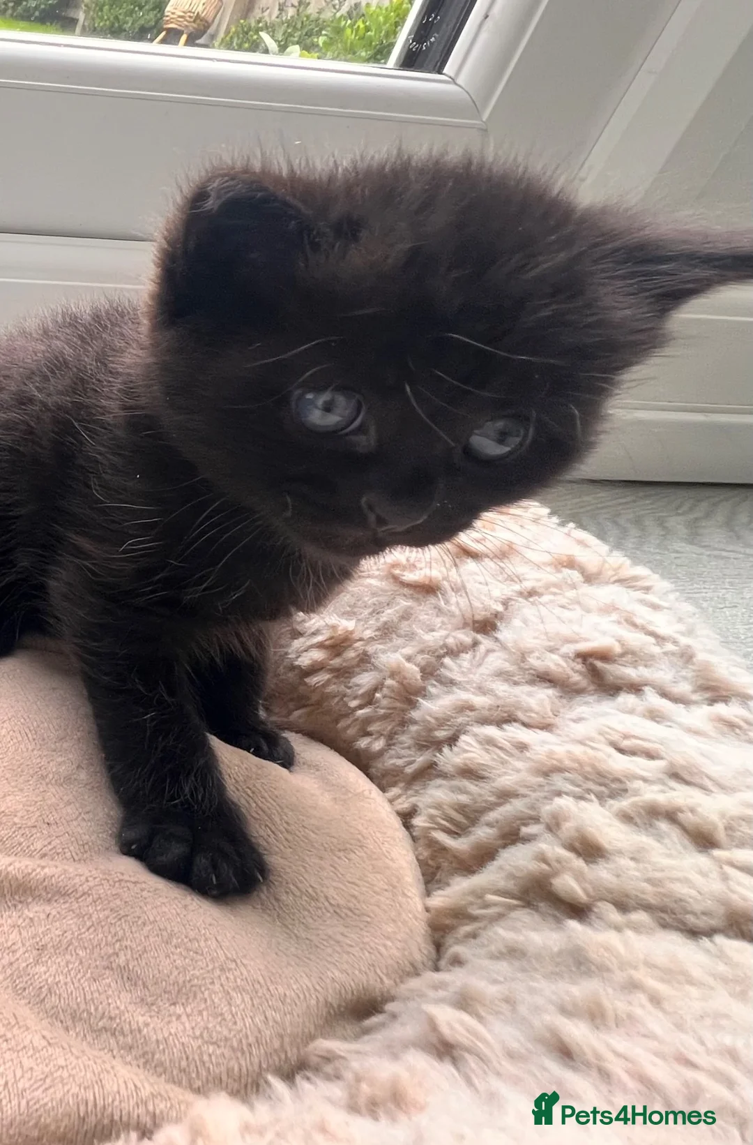 British Shorthair cats for sale: Black kittens 🐈‍⬛  - Advert 1