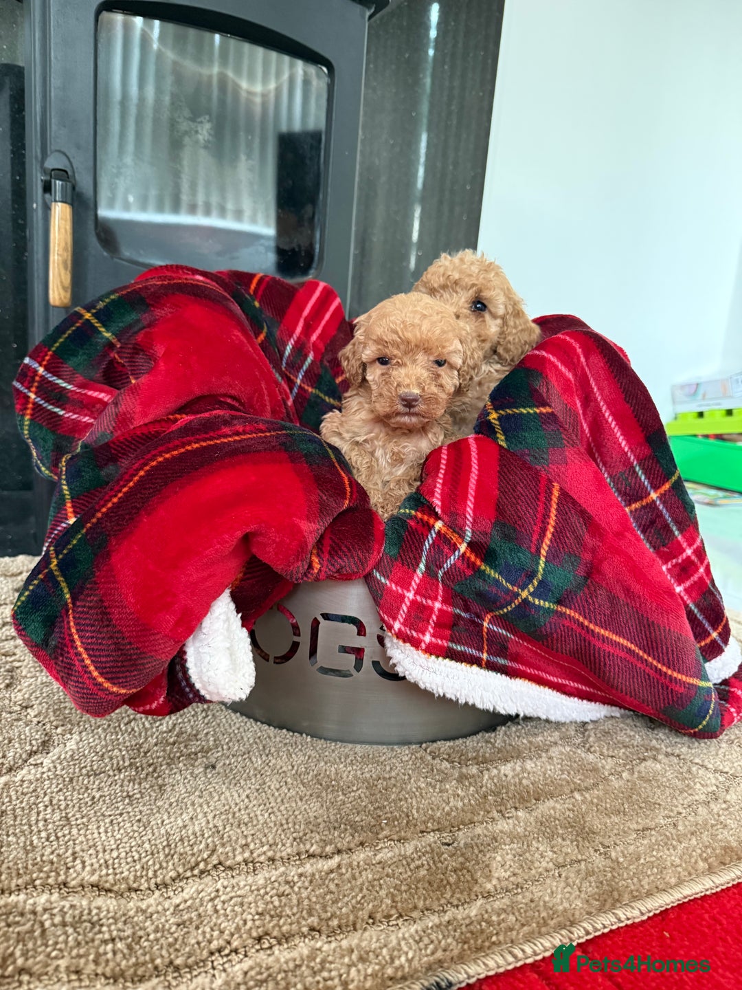 Cockapoo dogs for sale: F1bb Pettit cockapoo puppies  - Advert 3