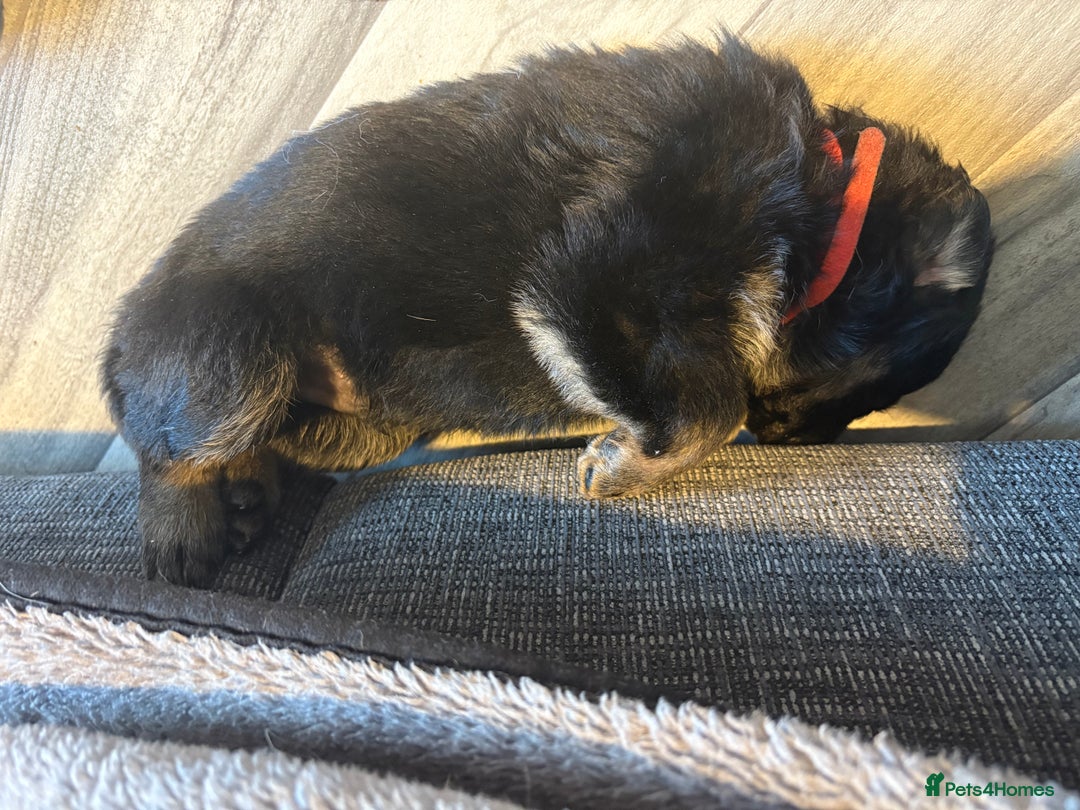 German Shepherd dogs for sale: German shepherd puppies  - Image 8