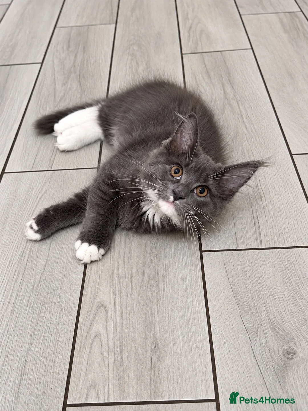 Maine Coon cats for sale: TICA REGISTERED Maine Coon Kittens - Advert 1