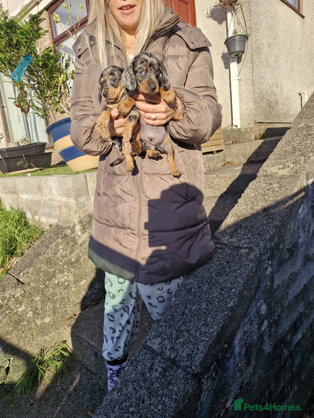 Dachshund dogs for sale: Miniture Silver Dapple Dachshunds - Advert 7