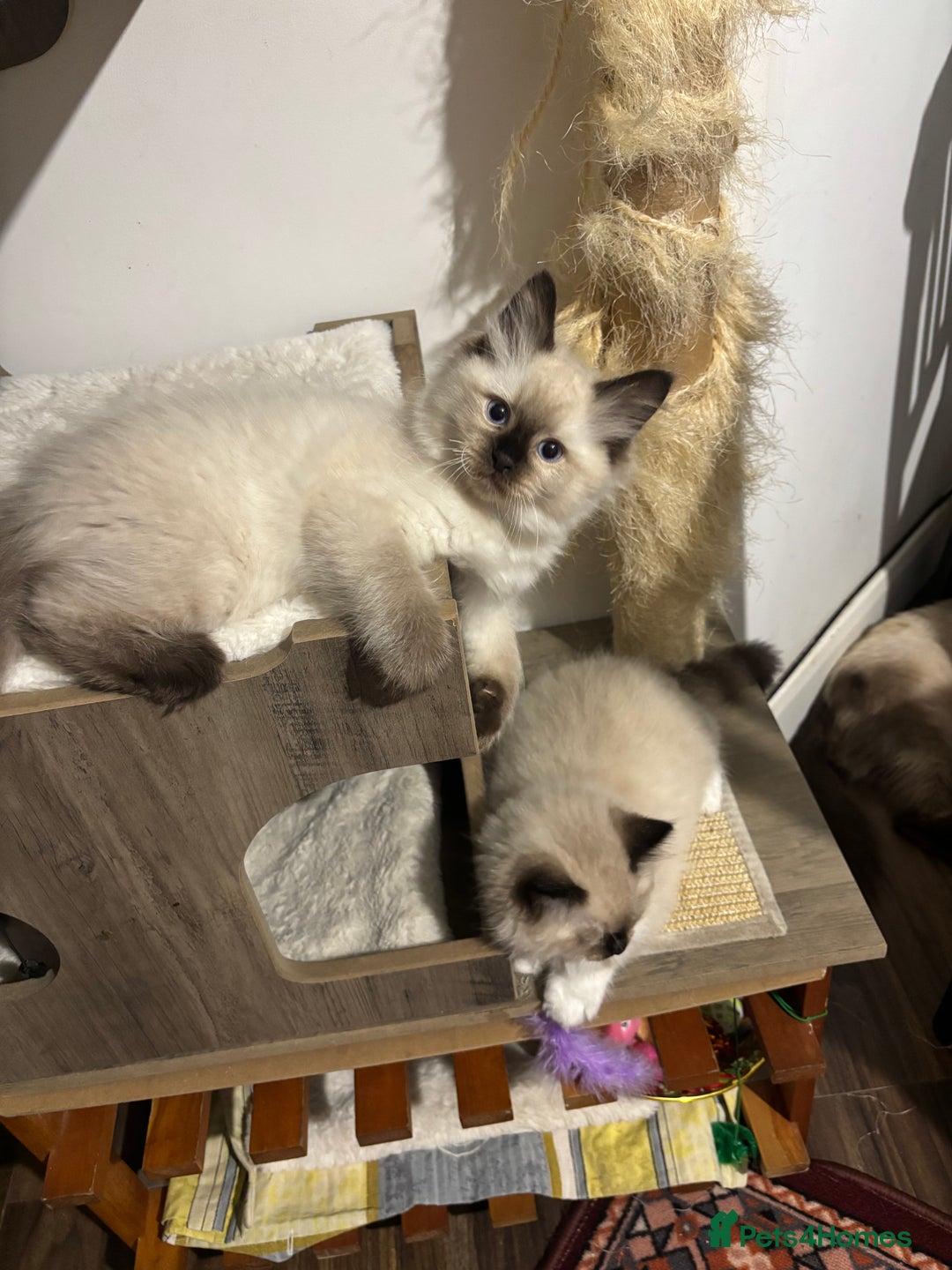 Ragdoll cats for sale: Pure Fluffy Ragdoll kittens - Advert 29