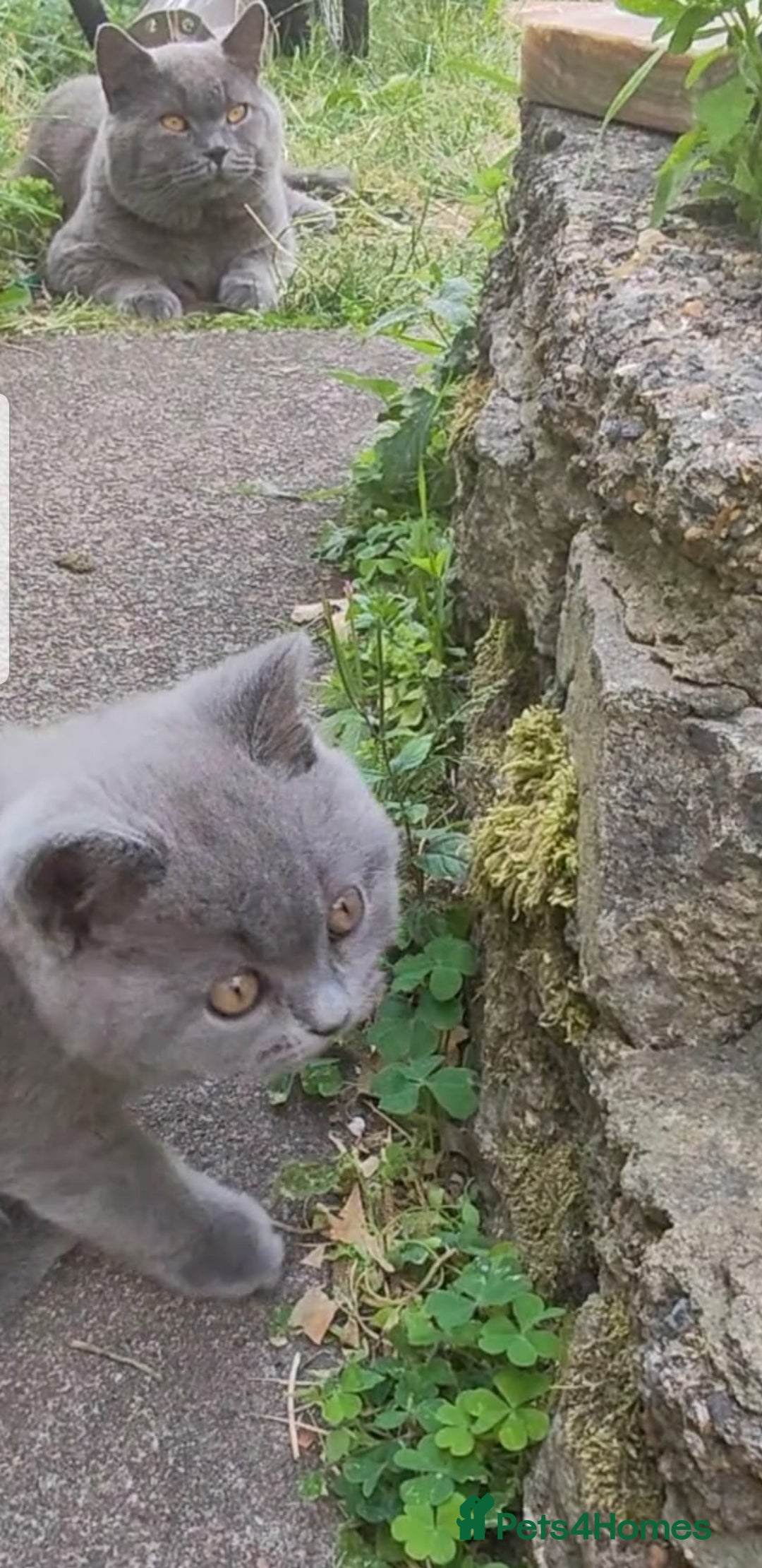British Shorthair cats for sale: Fantastic beautiful BRITISH BLUE boy - Image 1