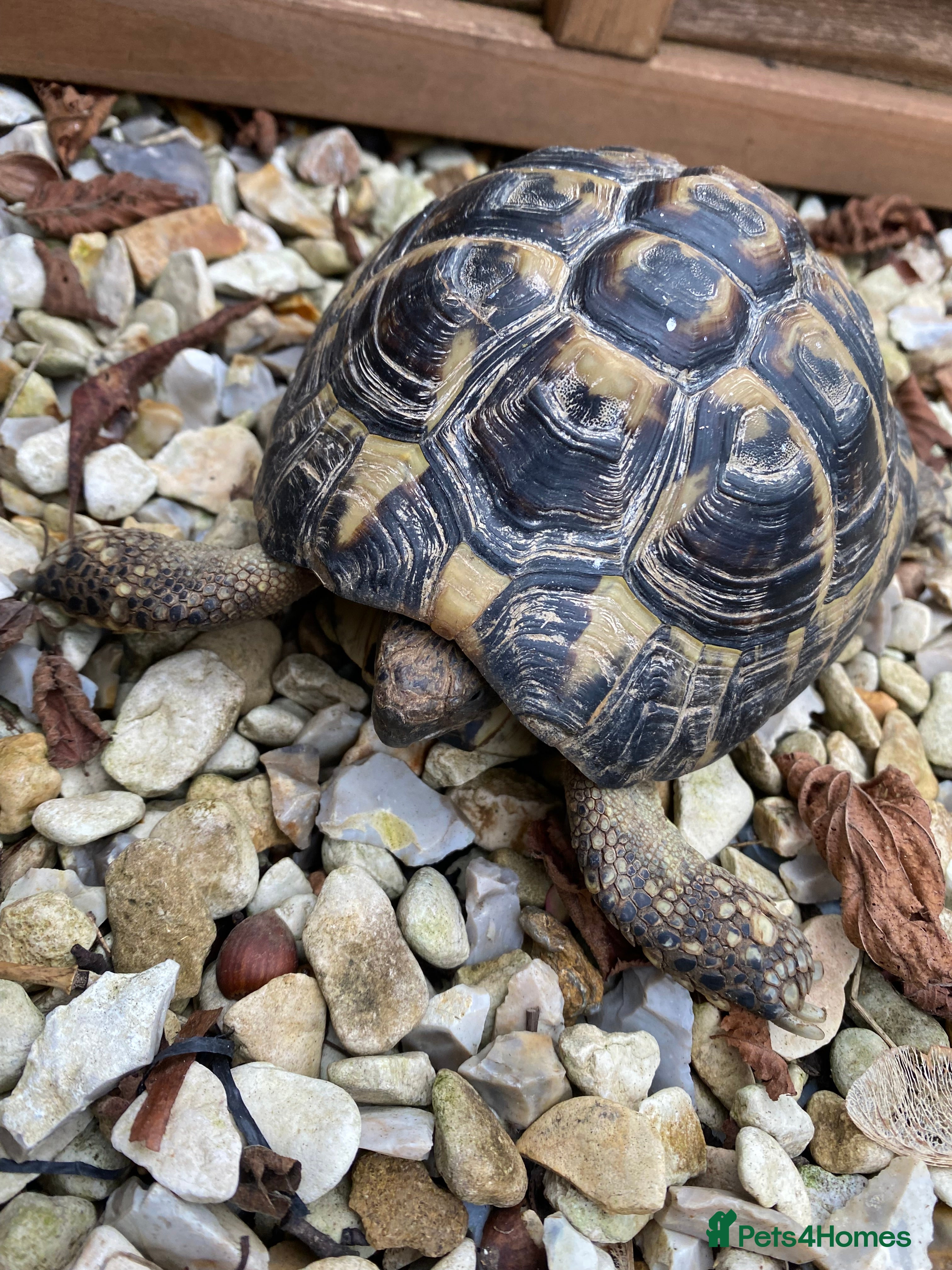 Hermann Tortoise reptiles Hermann Tortoise  - Advert 2