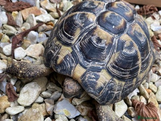 Hermann Tortoise reptiles Hermann Tortoise - Advert 1