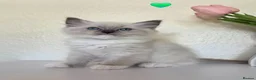 Ragdoll cats for sale: Fluffy Ragdoll Kittens  - Advert 16