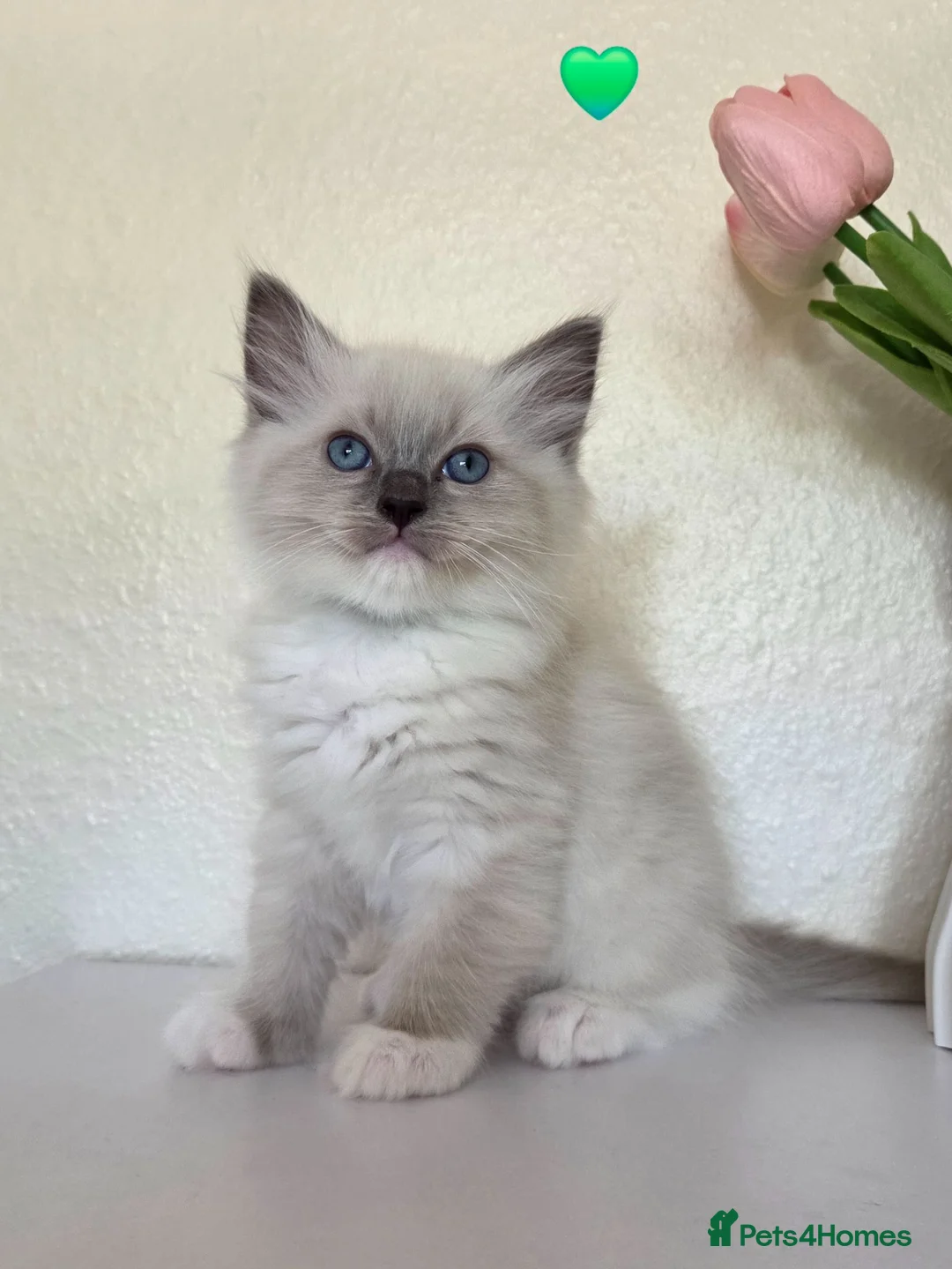 Ragdoll cats for sale: Fluffy Ragdoll Kittens  - Advert 16