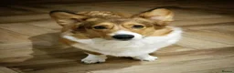 Welsh Corgi Cardigan dogs for sale: Cardiganshire puppies  - Advert 9
