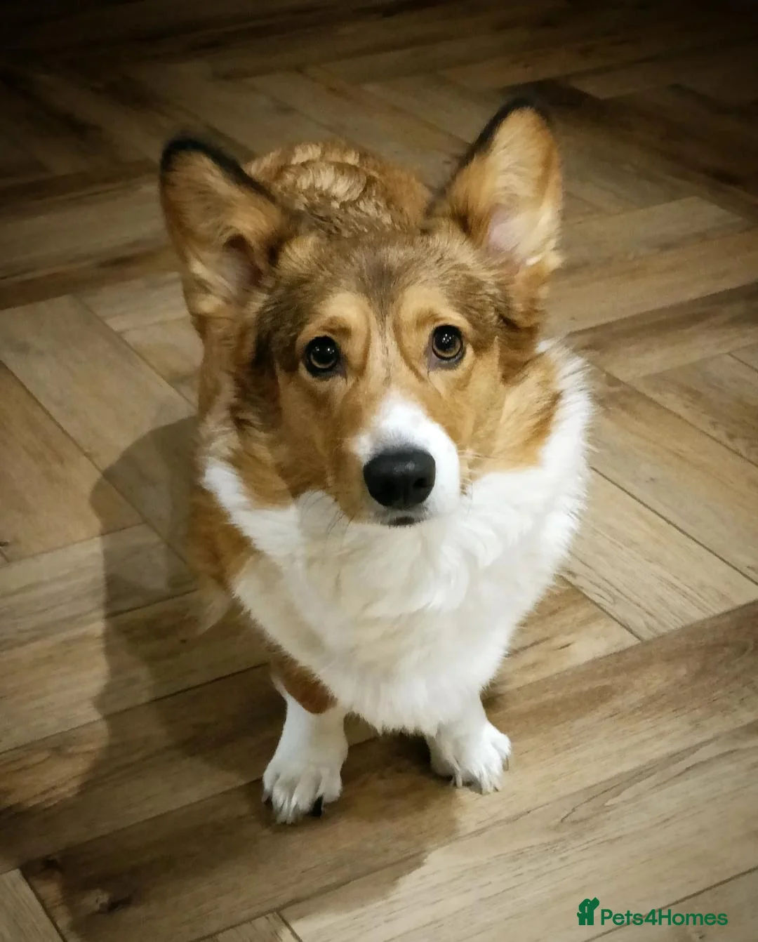 Welsh Corgi Cardigan dogs for sale: Cardiganshire puppies  - Advert 9