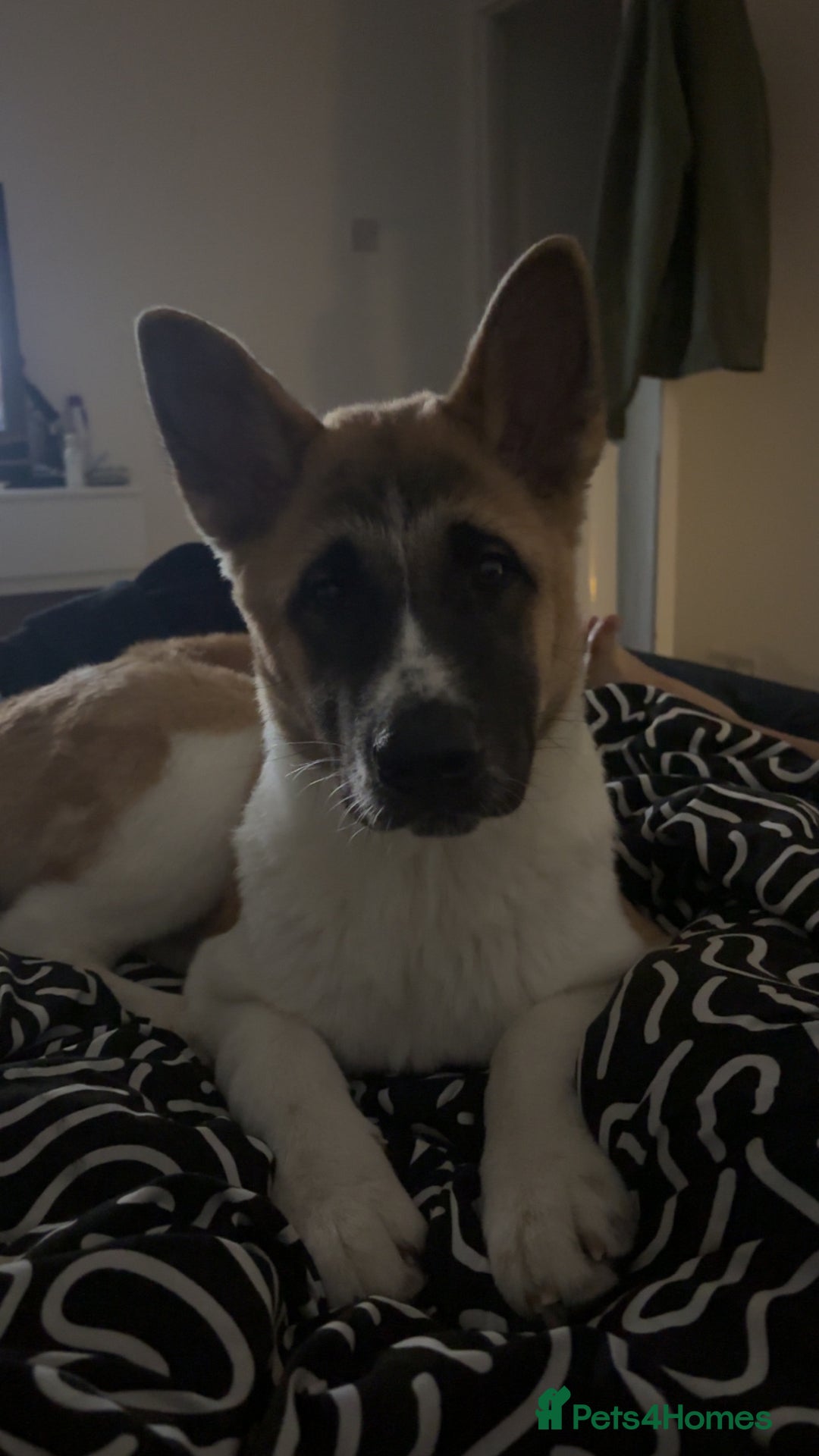 Akita dogs for sale: Female Akita puppy - Advert 4