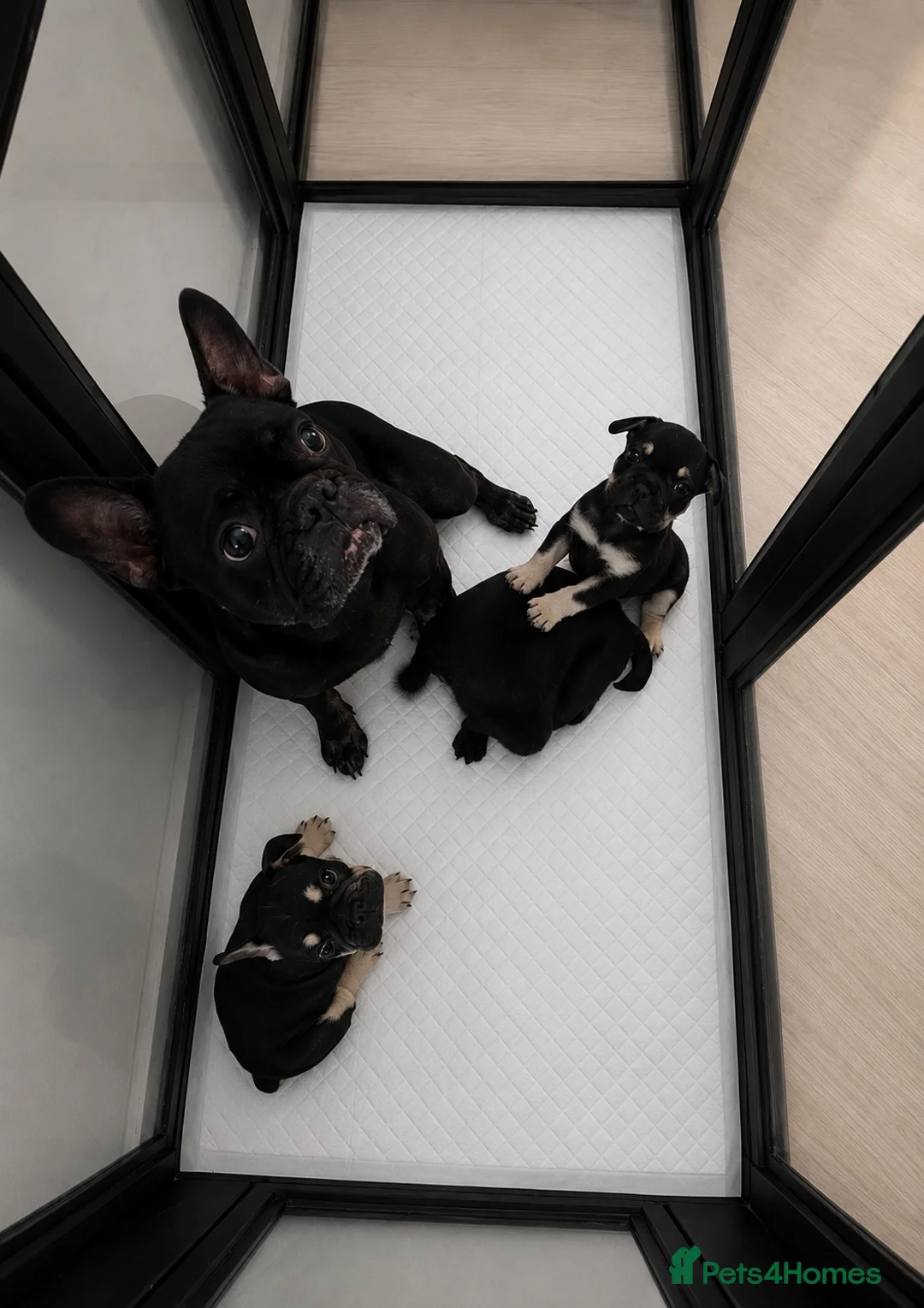 French Bulldog dogs for sale: Beautiful French bulldogs  - Advert 2