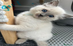 Ragdoll cats for sale: Ragdoll kittens - Ready now  - Image 1