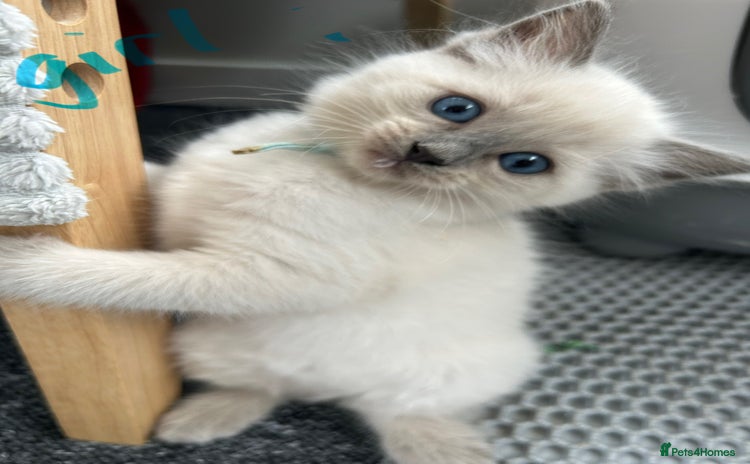 Ragdoll cats - Advert 2