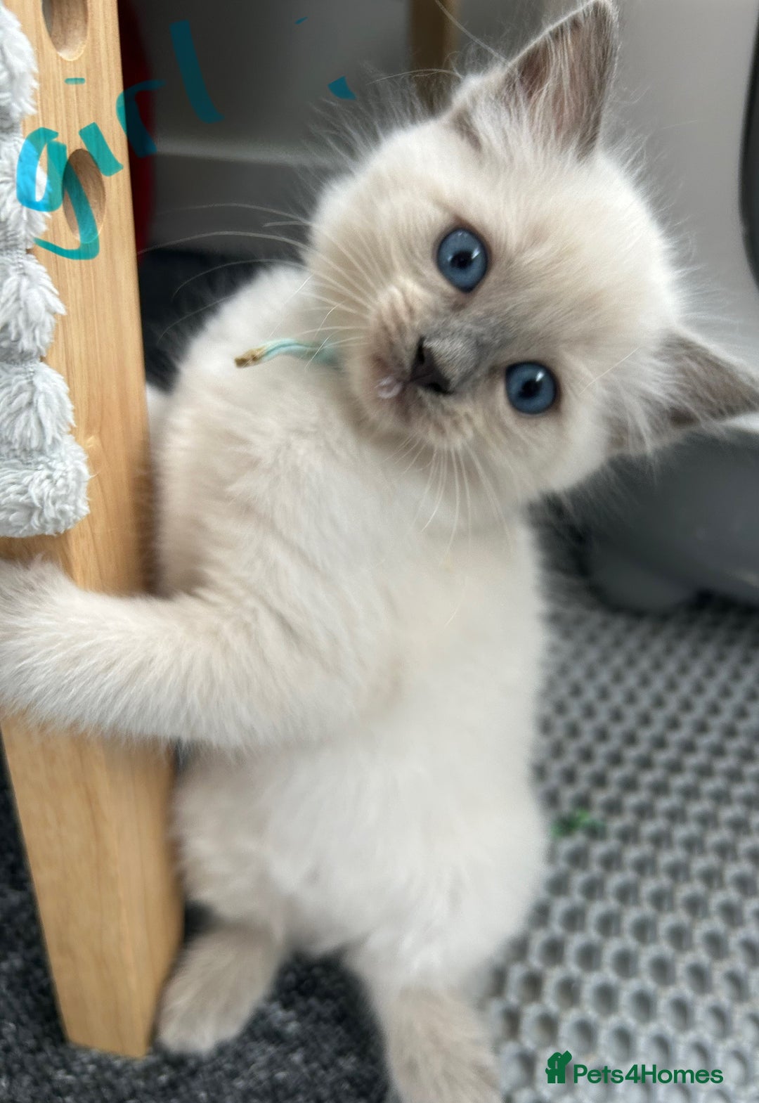 Ragdoll cats for sale: Ragdoll kittens - Ready now  - Image 1