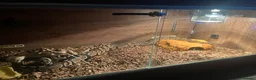 Python Snake reptiles for sale: Ball python - Advert 3