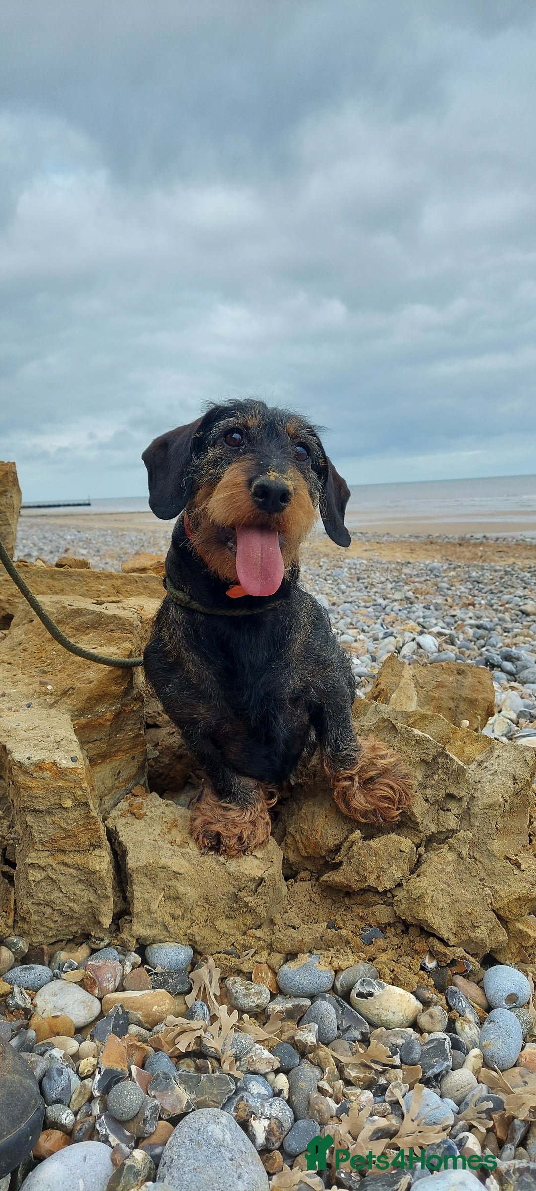 Dachshund dogs for sale: Working teckel puppies (parents European imports) - Image 4