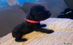 Cocker Spaniel dogs for sale: 10 Gorgeous KC Cocker Spaniel Puppies - Image 19