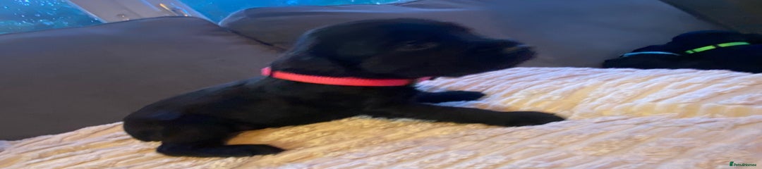 Cocker Spaniel Puppy 2 pink collar