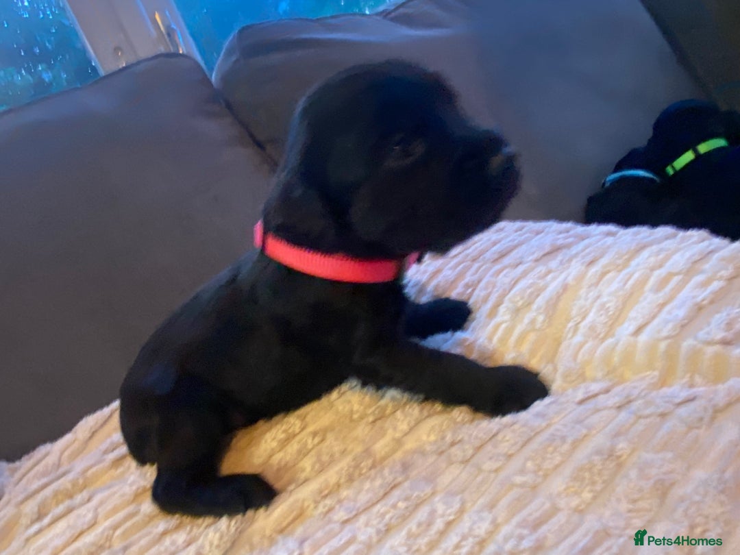 Cocker Spaniel dogs for sale: 10 Gorgeous KC Cocker Spaniel Puppies - Image 19