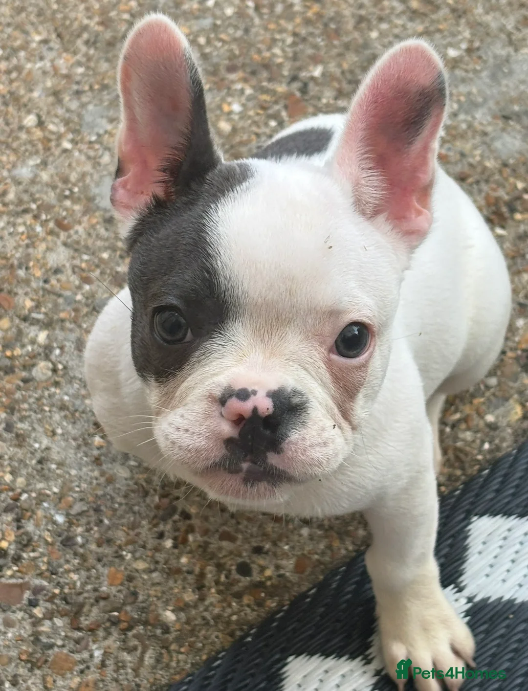 French Bulldog dogs for sale: 1-year-old French Bulldog – Loving Home Needed - Advert 1