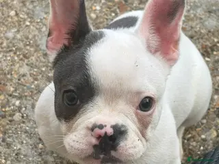 French Bulldog dogs 1-year-old French Bulldog – Loving Home Needed - Advert 1