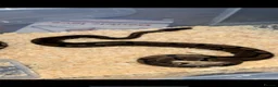 Python Snake reptiles for sale: Corn snake /Royal ball python in Birmingham - Advert 3