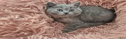 British Shorthair cats for sale:  Ready! GCCF parents with champions in line,BSH  - Advert 25