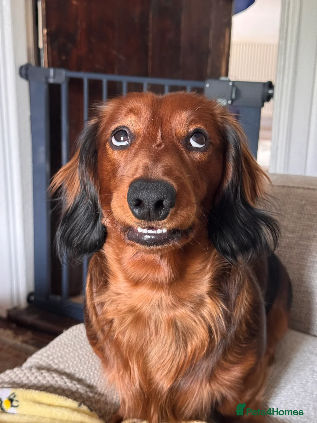 Dachshund dogs for sale: Charlie the Dachshund  - Advert 22